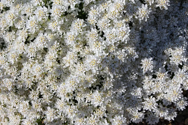 Sfondo Bianco Macro Fiori Foto Iberis Gibraltaris Lat Iberis Gibraltarica — Foto Stock