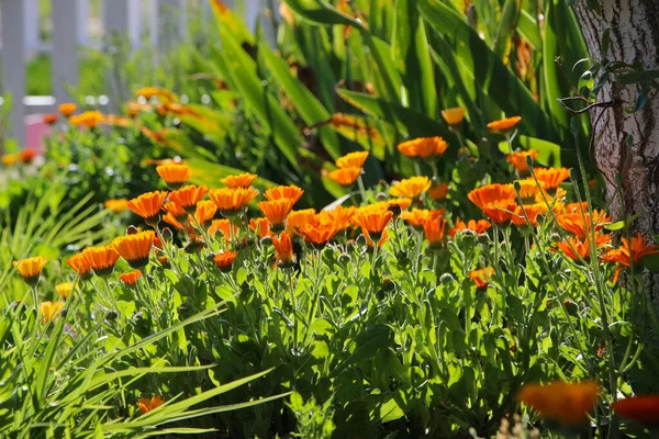 Calendula Virágok Egy Természetes Narancs Zöld Kert Háttér — Stock Fotó