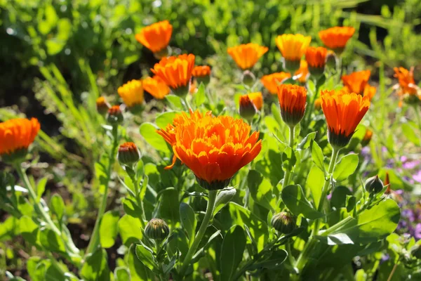 Календула Цветы Естественном Оранжево Зеленом Фоне Сада — стоковое фото