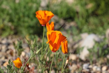Doğal bulanık yeşil arka planda bir bahçe gelinciğinin yakın çekimi