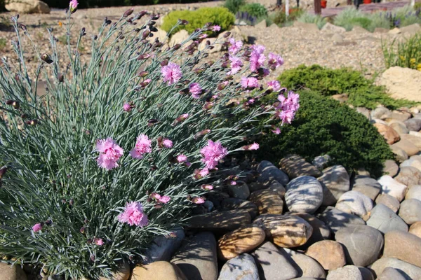 Bahçedeki kayalık zemindeki karanfil (Dianthus plimarius L.) çiçeklerine yakın plan.