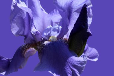 Mor bir arka planda izole edilmiş bir tomurcuğu olan güzel mor göz.