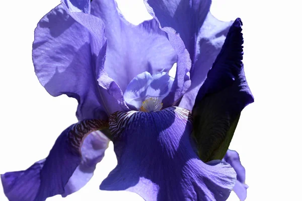 Bel Iris Violet Avec Bourgeon Isolé Sur Fond Blanc — Photo