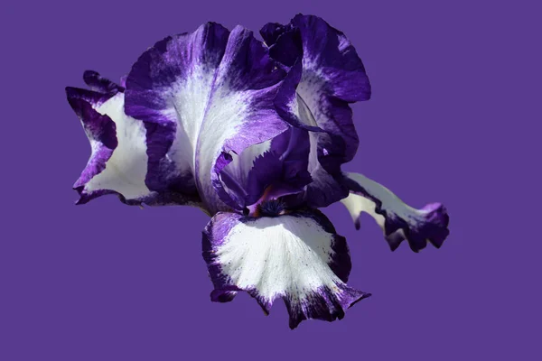 Iris Fleur Blanc Violet Isolé Sur Fond Violet — Photo