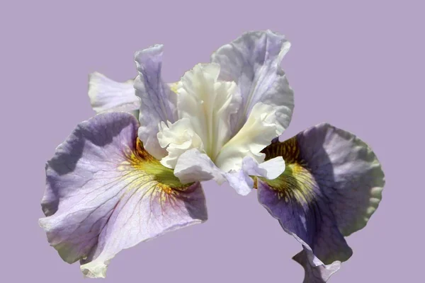 Beau Iris Mauve Blanc Délicat Isolé Sur Fond Mauve — Photo