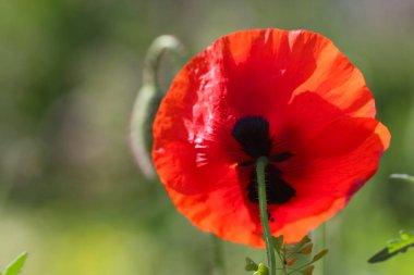 Yakın plan (makro çekim) güneş ışığındaki haşhaş çiçeğinin doğal bulanık yeşil arka plan, seçici odak