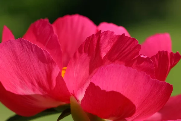 Macro Fotografía Paeonia Rosa Scarlet Hara Con Enfoque Selectivo Contraluz — Foto de Stock