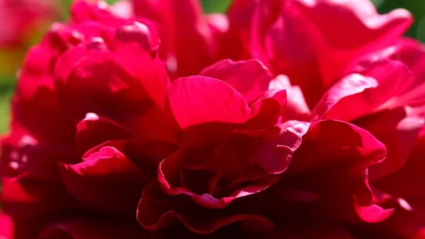 Fundo Vermelho Escuro Natural Tiro Macro Pétalas Peônias Vermelhas Escuras — Fotografia de Stock