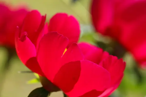 Pembe Peeonia Nın Scarlet Hara Doğal Bulanık Yeşil Bahçe Arkaplanı — Stok fotoğraf