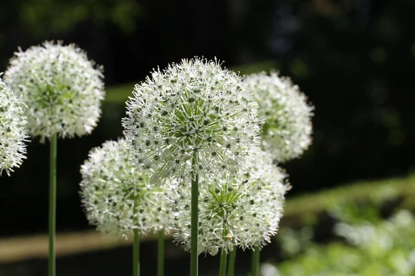 Beyaz Soğanın Çiçek Açmasına Yakın Çekim Lat Seçici Odaklı Allium Stok Resim