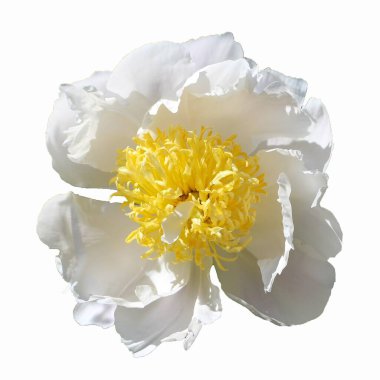 Beyaz arka planda izole edilmiş güzel beyaz şakayık.