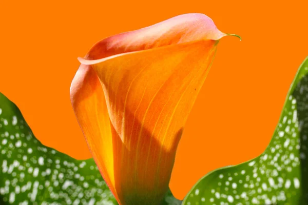 Gros Plan Fleur Isolée Orange Avec Des Feuilles Vertes Sur — Photo