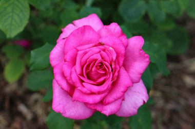 Bulanık yeşil arka planda parlak pembe bir gülün ön planda fotoğrafı.