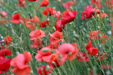 Botanik bahçesinde seçici odaklı güzel kırmızı gelincikler. Yumuşak odak bulanıklığı