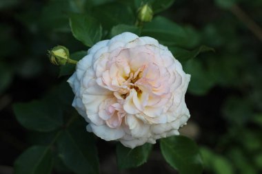 Bulanık yeşil bahçe arka planında güzel beyaz bir gülün ön yüzü ('Bonica 82') çiçekten, çalılıktan gelen bir gül çeşididir)