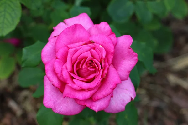 Front Top Photography Beautiful Bright Pink Rose Blurry Green Garden — Stock Photo, Image