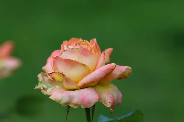 Beautiful Blooming Coral Rose Blurry Green Garden Background Closeup — Stock Photo, Image