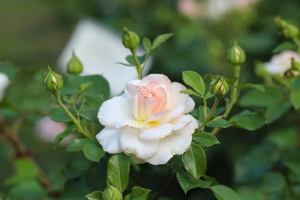 Close Beautiful White Rose Buds Blurry Dark Green Garden Background — Stock Photo, Image