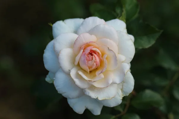 Fotografía Frontal Una Hermosa Rosa Blanca Sobre Fondo Jardín Verde — Foto de Stock