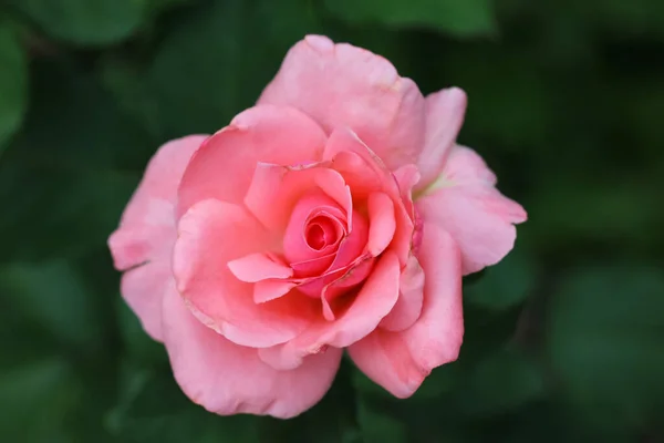 Front Top Photography Beautiful Pink Rose Blurry Green Garden Background — Stock Photo, Image
