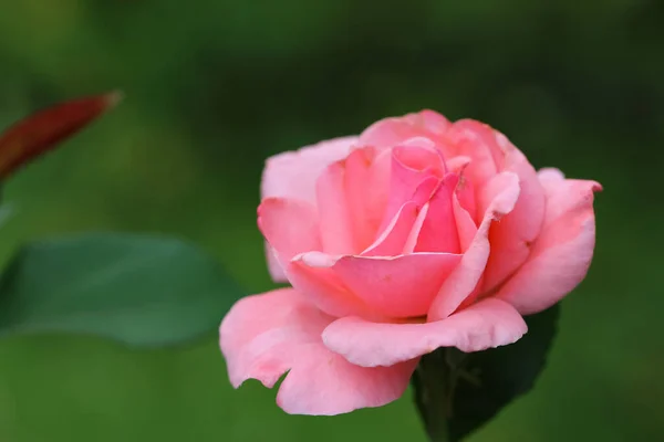 Close Beautiful Pink Rose Blurry Green Garden Background — Stock Photo, Image
