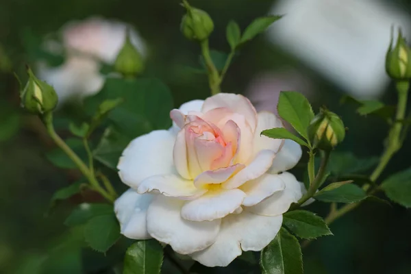 Close Uma Bela Rosa Branca Com Botões Fundo Jardim Verde — Fotografia de Stock