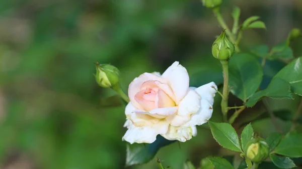 Close Uma Bela Rosa Branca Com Botões Com Foco Seletivo — Fotografia de Stock