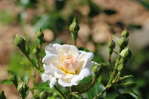 Close Beautiful White Rose Buds Blurry Green Garden Background Lat — Stock Photo, Image