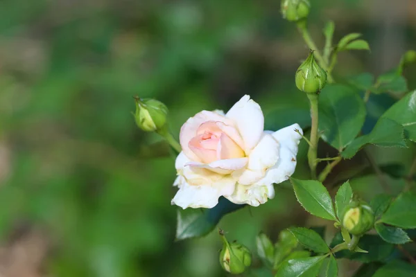 Close Beautiful White Rose Buds Selective Focus Blurry Green Garden — Stock Photo, Image