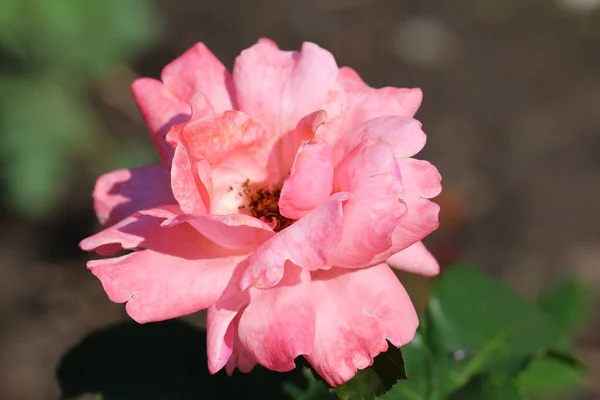 Front Top Photography Pink Hybrid Tea Rose Blurry Green Garden — Stock Photo, Image