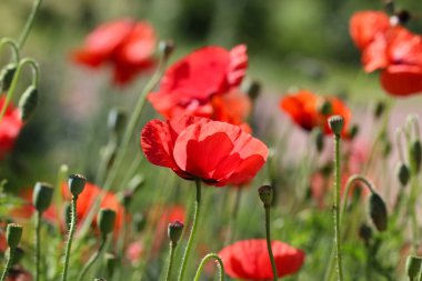 Güzel bir kırmızı gelincik çiçeği ve botanik bahçesinde seçici odaklı bir kutu tohum.