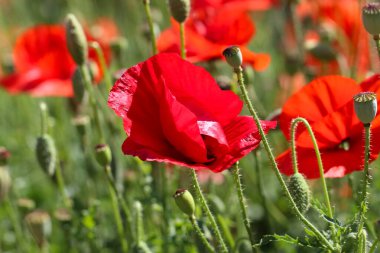 Güzel bir kırmızı gelincik çiçeği ve botanik bahçesinde seçici odaklı bir kutu tohum.