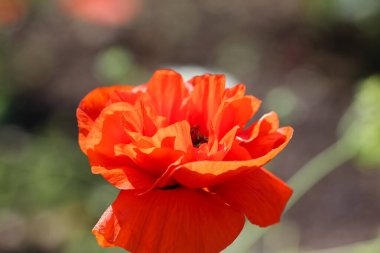 Kırmızı bir gelinciğin (şakayık şekilli) yakın çekimi bulanık yeşil bir bahçe arkaplanı