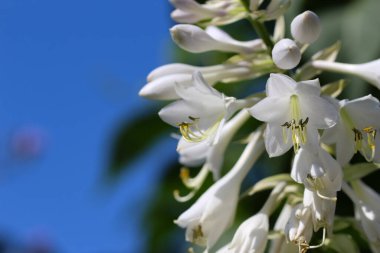 Gökyüzü arkaplanına karşı seçici bir odak ile güzel beyaz bir hosta çiçek açan makro fotoğraf pankart için