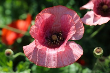 Pembe bir gelinciğin (Shirley çeşidi) yakın plan çekimi, odak noktasındaki haşhaş kapsülünün erkek ve yumurtalığı