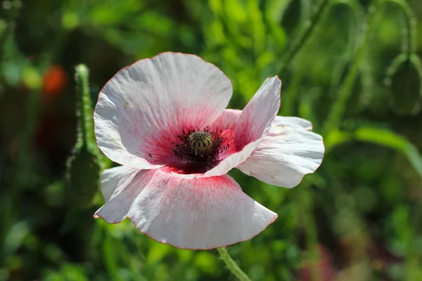 Zbliżenie Białego Różowego Maku Odmiana Shirley Ogrodzie Stamenach Jajnikach Kapsułki — Zdjęcie stockowe