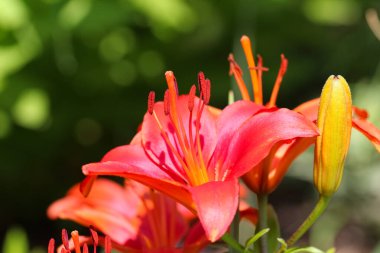 Kırmızı zambağın yakın plan (makro çekim) güneş ışığında tomurcukla bulanık yeşil bahçe arka planına karşı