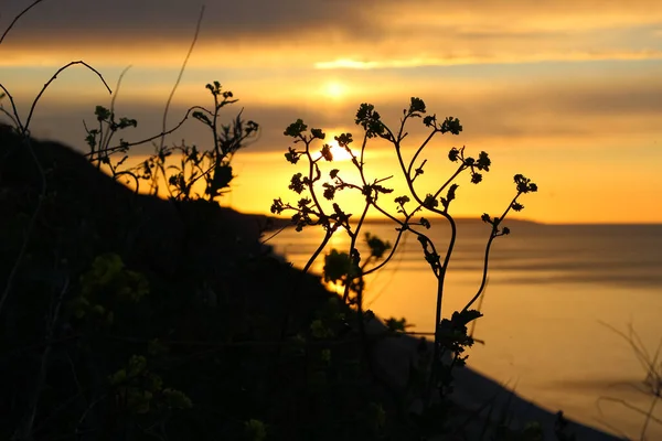 Nahaufnahme Einer Silhouette Aus Grashalmen Und Wildblumen Lat Barbarea Vulgaris — Stockfoto