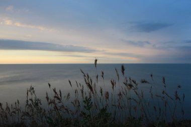 Deniz ve günbatımı gökyüzünün bulanık arkaplanı üzerine seçici bir odak ile dikenli kokulu dikenlerin yakın çekimi