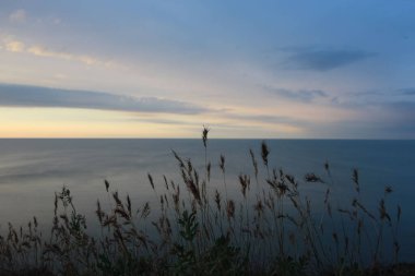 Deniz ve günbatımı gökyüzünün bulanık arkaplanı üzerine seçici bir odak ile dikenli kokulu dikenlerin yakın çekimi