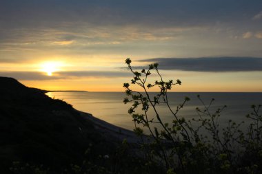 bir çim sapı silueti ve kır çiçekleri (lat. Barbarea vulgaris R. Ağabey.) Güney turuncu bir günbatımına karşı bir tepede
