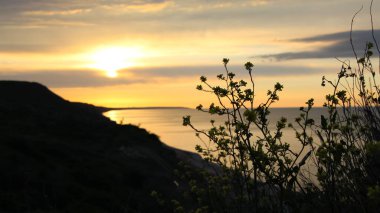bir çim sapı silueti ve kır çiçekleri (lat. Barbarea vulgaris R. Ağabey.) Güney turuncu bir günbatımına karşı bir tepede