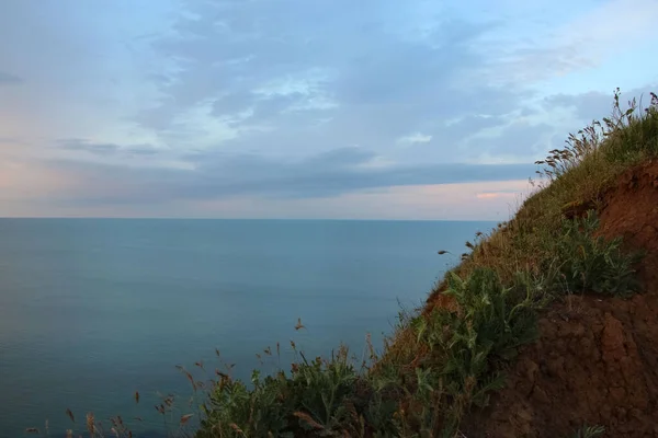 Detailní Záběr Siluety Travních Stonků Divokých Květů Lat Barbarea Vulgaris — Stock fotografie