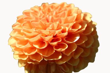 Turuncu yıldız çiçeğinin beyaz arka planda izole edilmiş Macro fotoğrafı