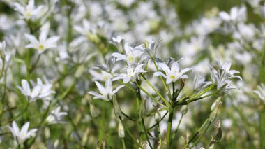 Beyaz Kuş Çiçeği Large 'ın (Lat. Botanik bahçesinde seçici odaklı Ornithogalum magnum
