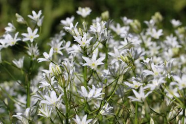 Beyaz Kuş Çiçeği Large 'ın (Lat. Botanik bahçesinde seçici odaklı Ornithogalum magnum