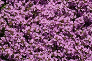 Pembe çiçek arka planı (lat. Thymus cucasicus. Tamam. eski Ronn)