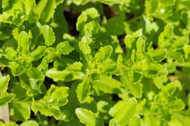 Çimenlerin ön üst çekimleri güneş ışığında doğal bir arkaplan ya da doku olarak seçici bir odak ile çekilir (Lat. Sdum) 