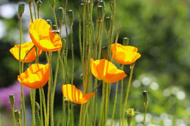Poppy Holostebel çiçeklerinin makro fotoğrafları (lat. # Bulanık yeşil bir arkaplanda güneş ışığında #