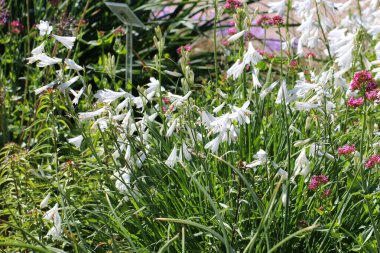 Paradisea listrumunun (lat.) beyaz çiçeklerine yakın çekim. (Paradisea liastrum) bahçede seçici bir odak ile